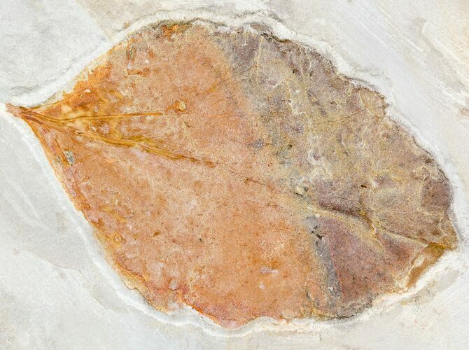Paleocene Fossil Leaf - Montana #56204